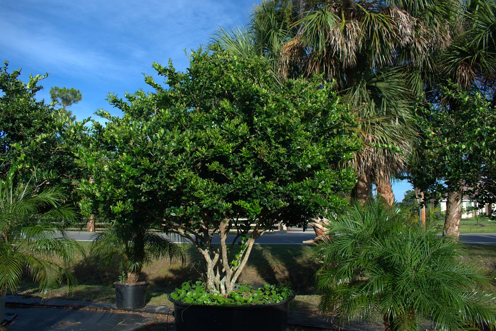 ligustrum-japonicum-japanese-privet-wax-leaf-ligustrum