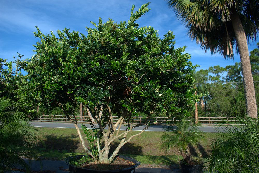 ligustrum-japonicum-japanese-privet-wax-leaf-ligustrum