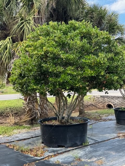 ligustrum-japonicum-japanese-privet-wax-leaf-ligustrum