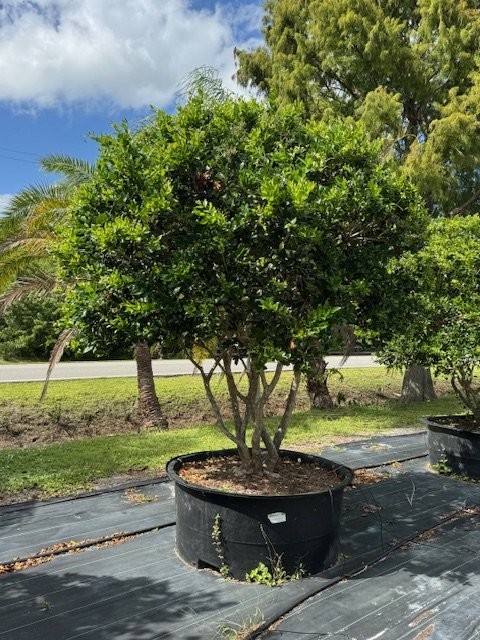 ligustrum-japonicum-japanese-privet-wax-leaf-ligustrum