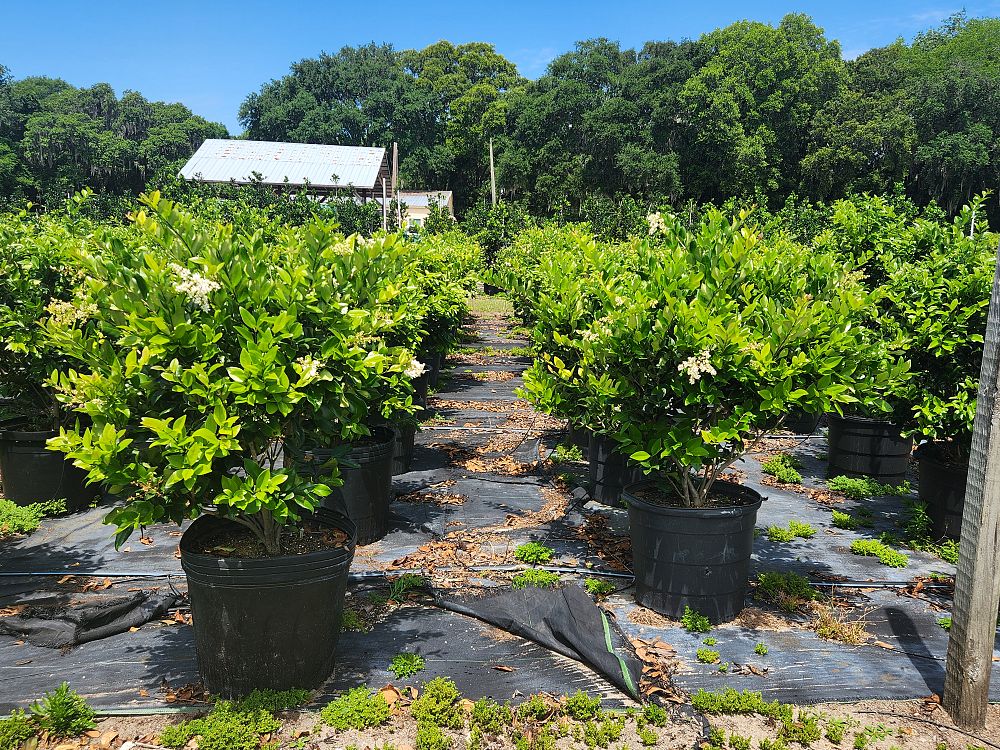ligustrum-japonicum-japanese-privet-wax-leaf-ligustrum