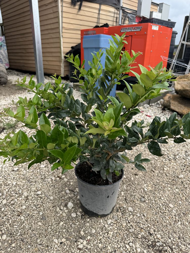 ligustrum-japonicum-japanese-privet-wax-leaf-ligustrum