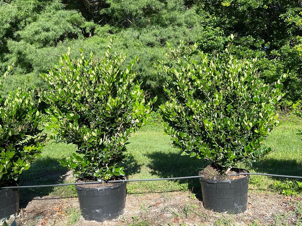 ligustrum-japonicum-japanese-privet-wax-leaf-ligustrum