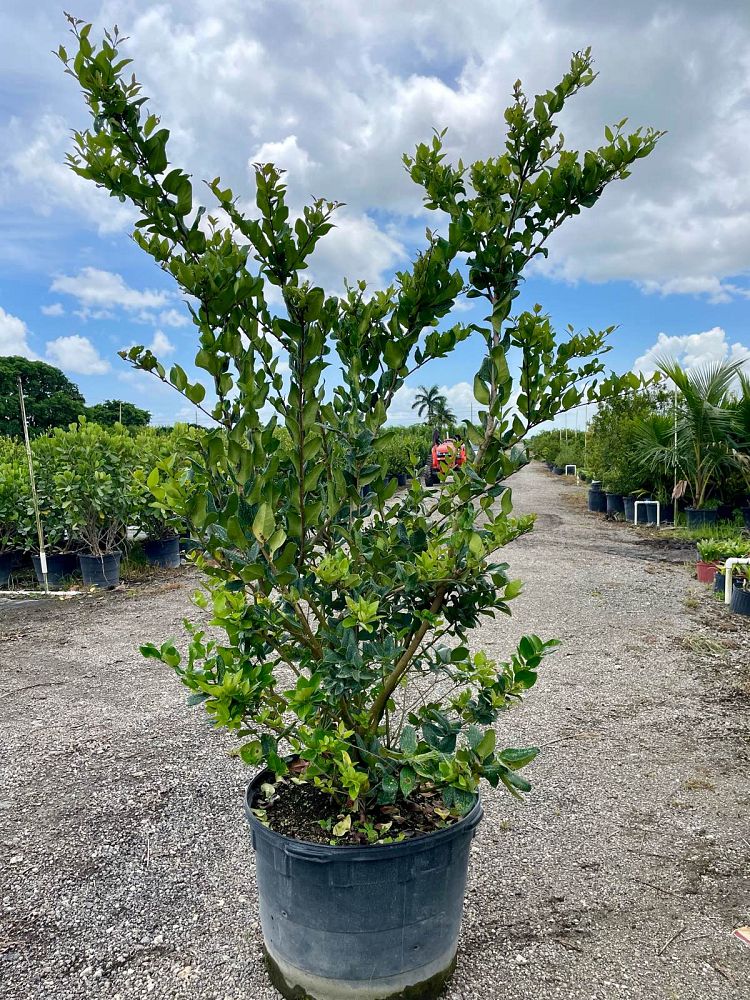 ligustrum-japonicum-japanese-privet-wax-leaf-ligustrum