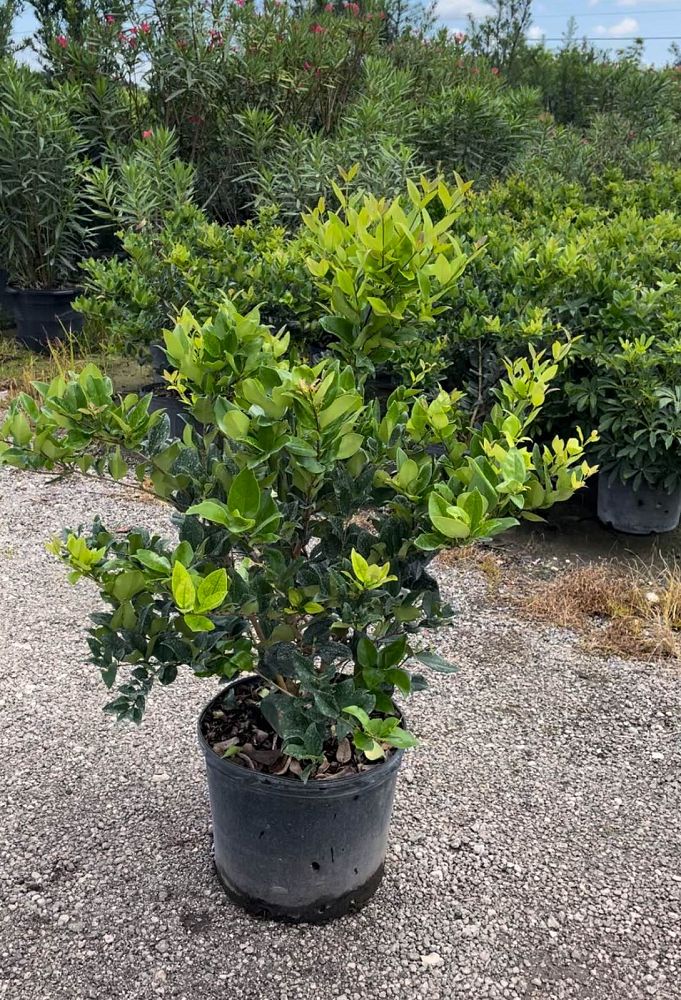 ligustrum-japonicum-japanese-privet-wax-leaf-ligustrum
