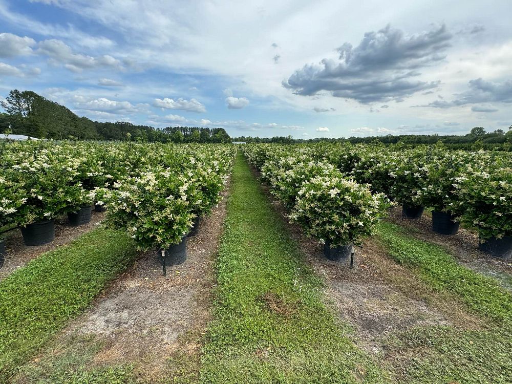 ligustrum-japonicum-japanese-privet-wax-leaf-ligustrum
