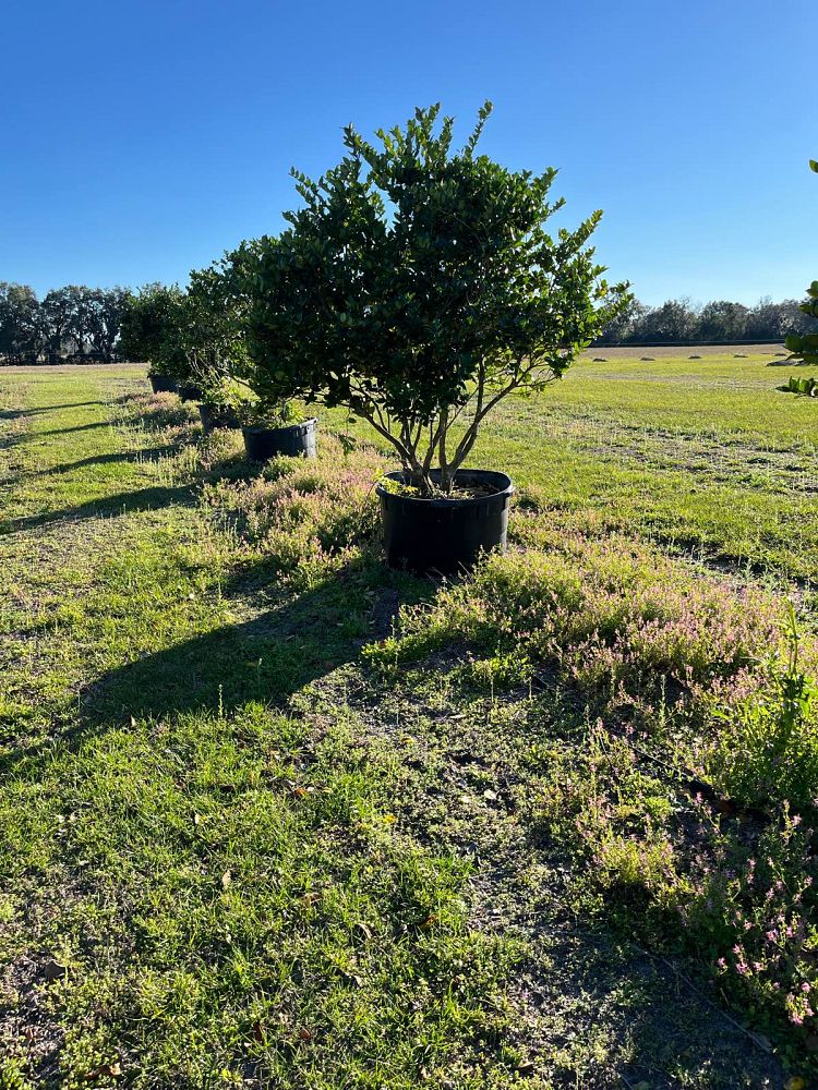 ligustrum-japonicum-japanese-privet-wax-leaf-ligustrum
