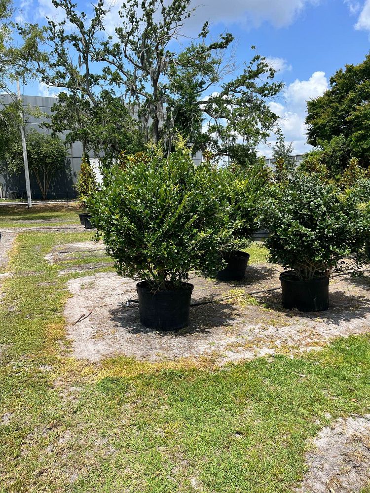 ligustrum-japonicum-japanese-privet-wax-leaf-ligustrum