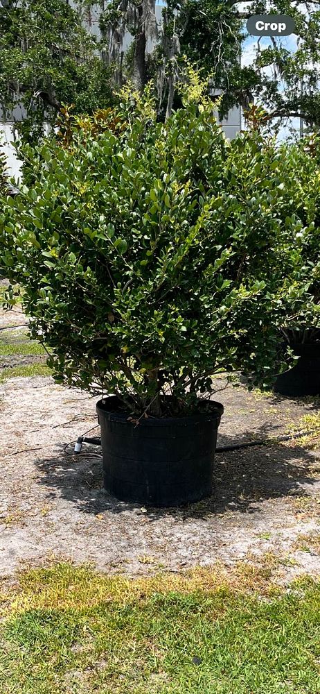 ligustrum-japonicum-japanese-privet-wax-leaf-ligustrum