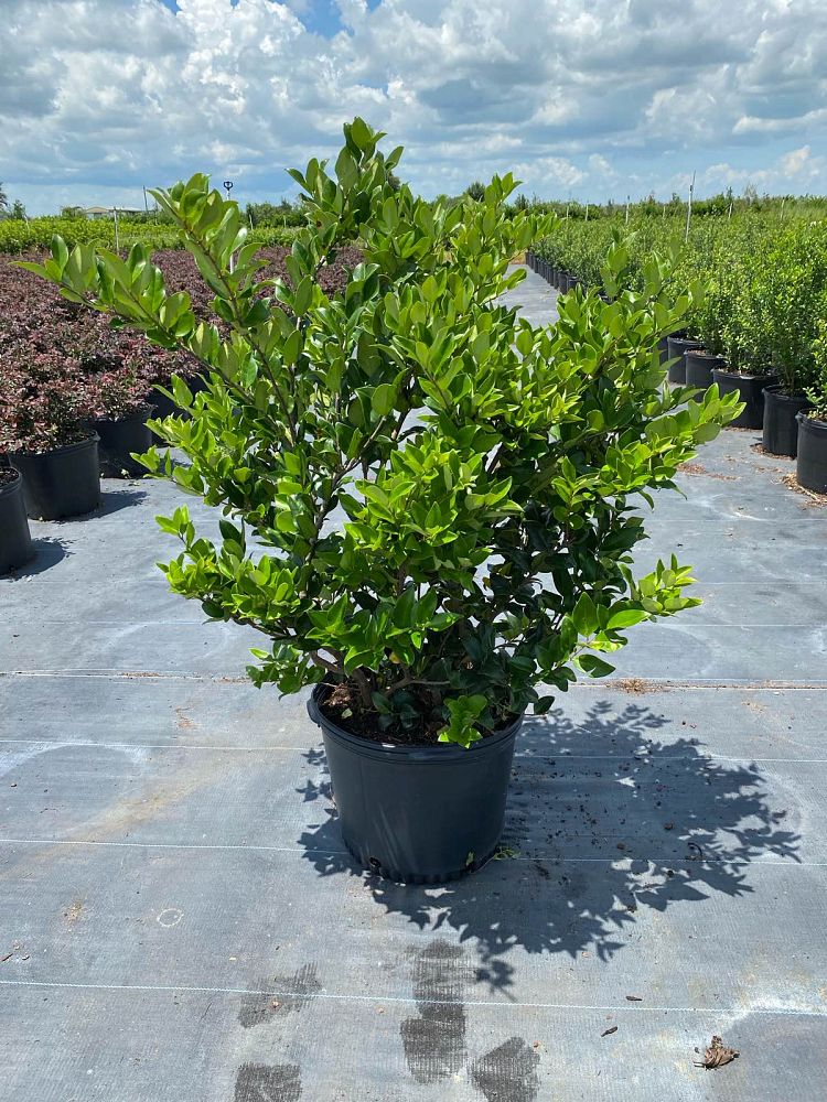ligustrum-japonicum-japanese-privet-wax-leaf-ligustrum