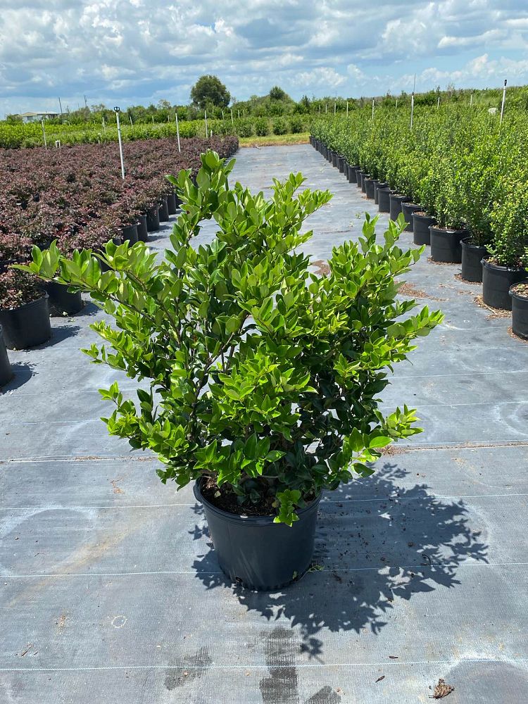 ligustrum-japonicum-japanese-privet-wax-leaf-ligustrum