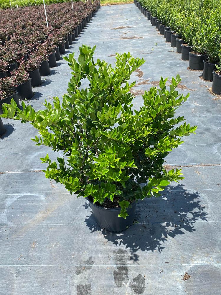 ligustrum-japonicum-japanese-privet-wax-leaf-ligustrum