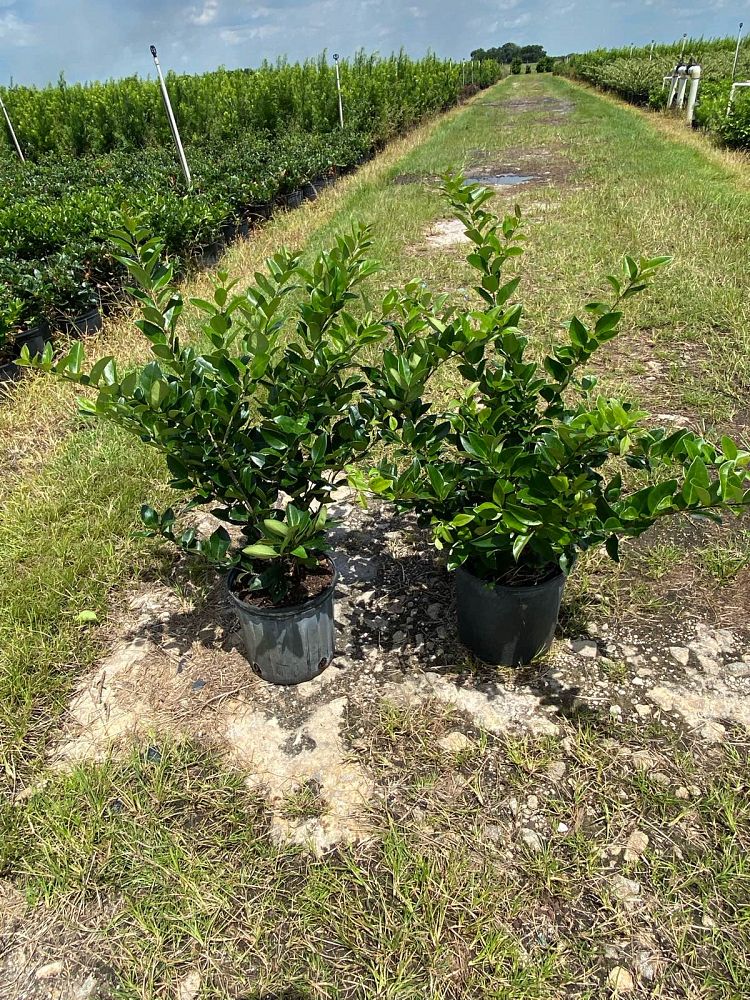 ligustrum-japonicum-japanese-privet-wax-leaf-ligustrum