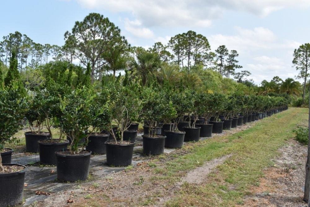 ligustrum-japonicum-japanese-privet-wax-leaf-ligustrum