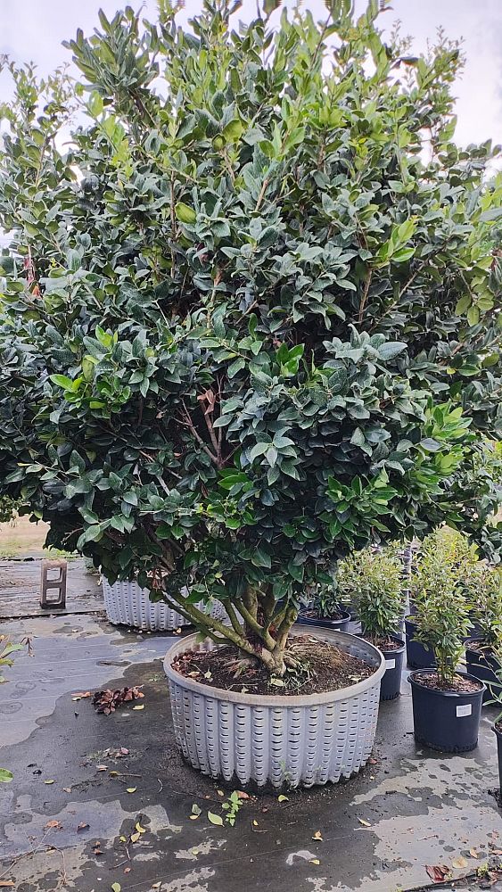 ligustrum-japonicum-japanese-privet-wax-leaf-ligustrum