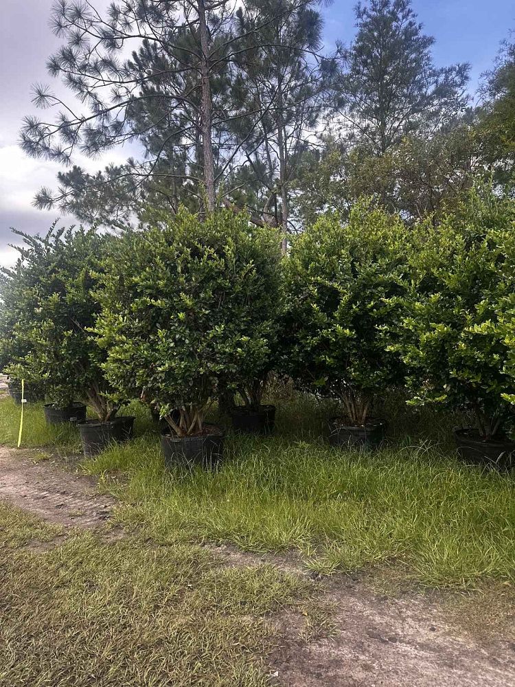 ligustrum-japonicum-japanese-privet-wax-leaf-ligustrum