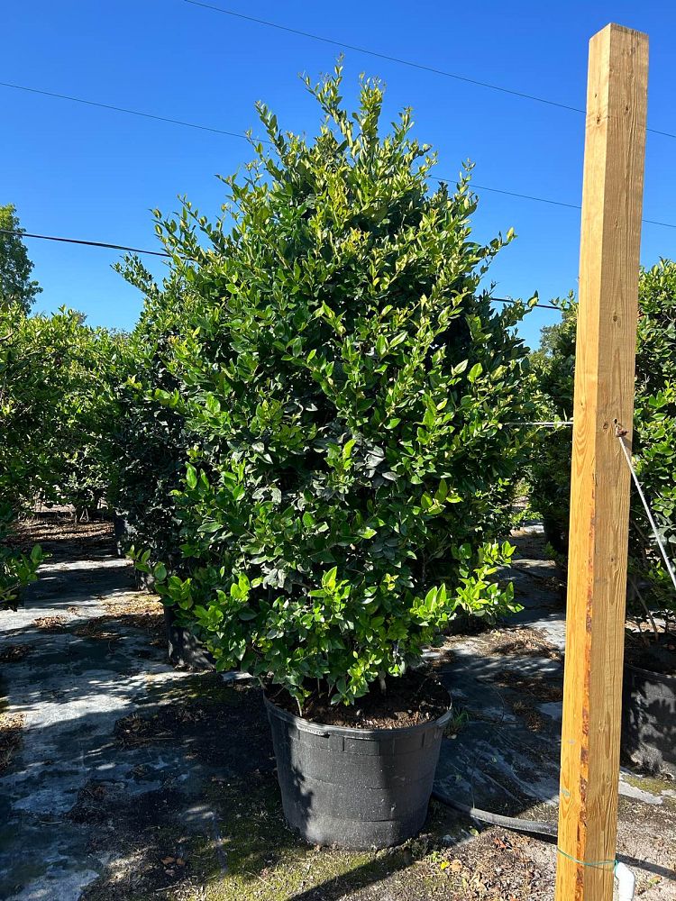ligustrum-japonicum-japanese-privet-wax-leaf-ligustrum