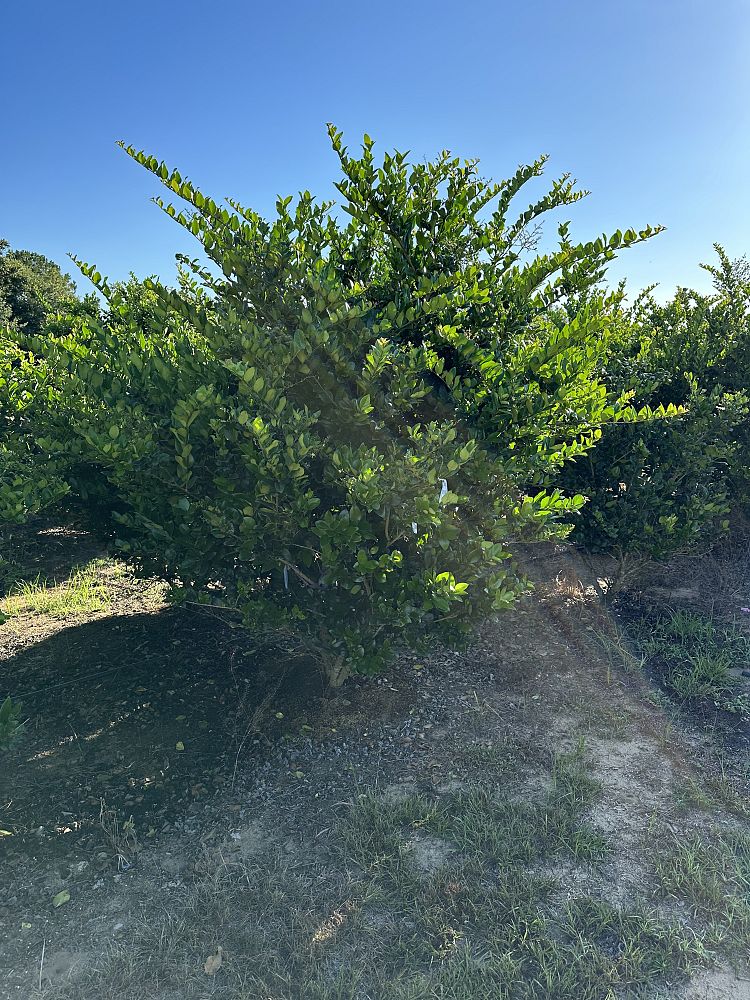 ligustrum-japonicum-japanese-privet-wax-leaf-ligustrum