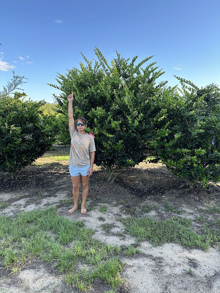 ligustrum-japonicum-japanese-privet-wax-leaf-ligustrum