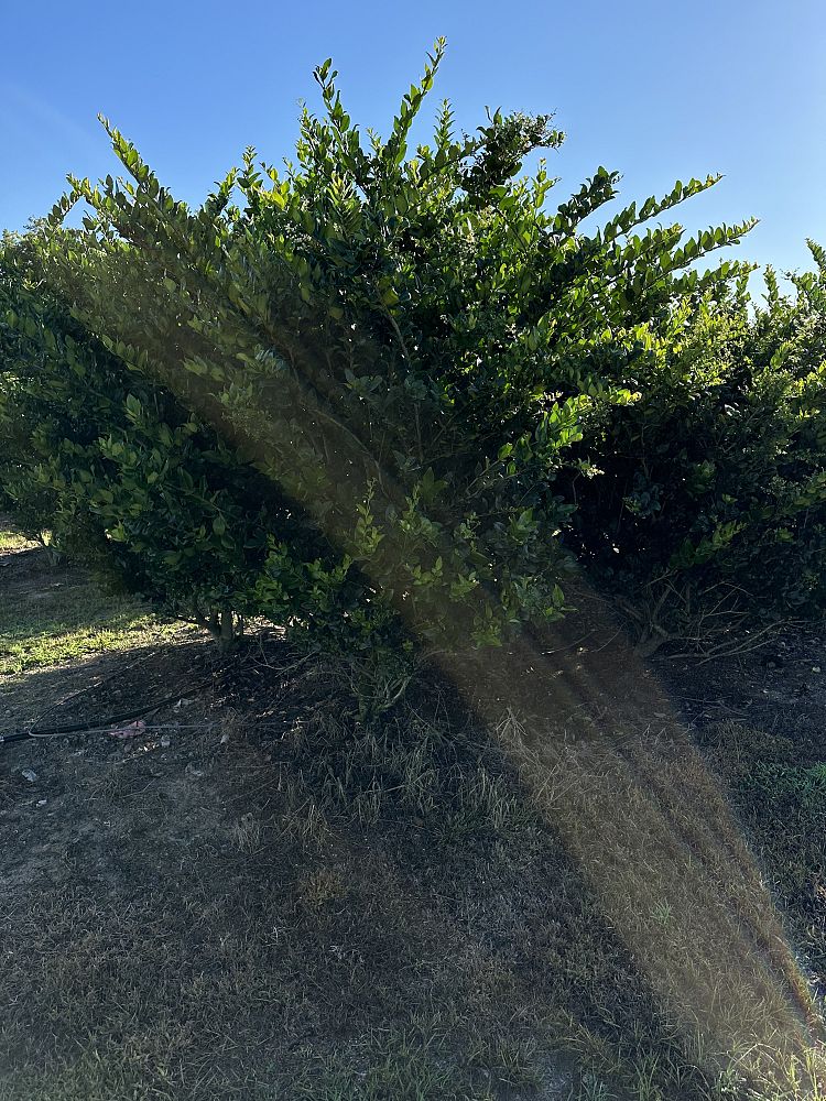 ligustrum-japonicum-japanese-privet-wax-leaf-ligustrum