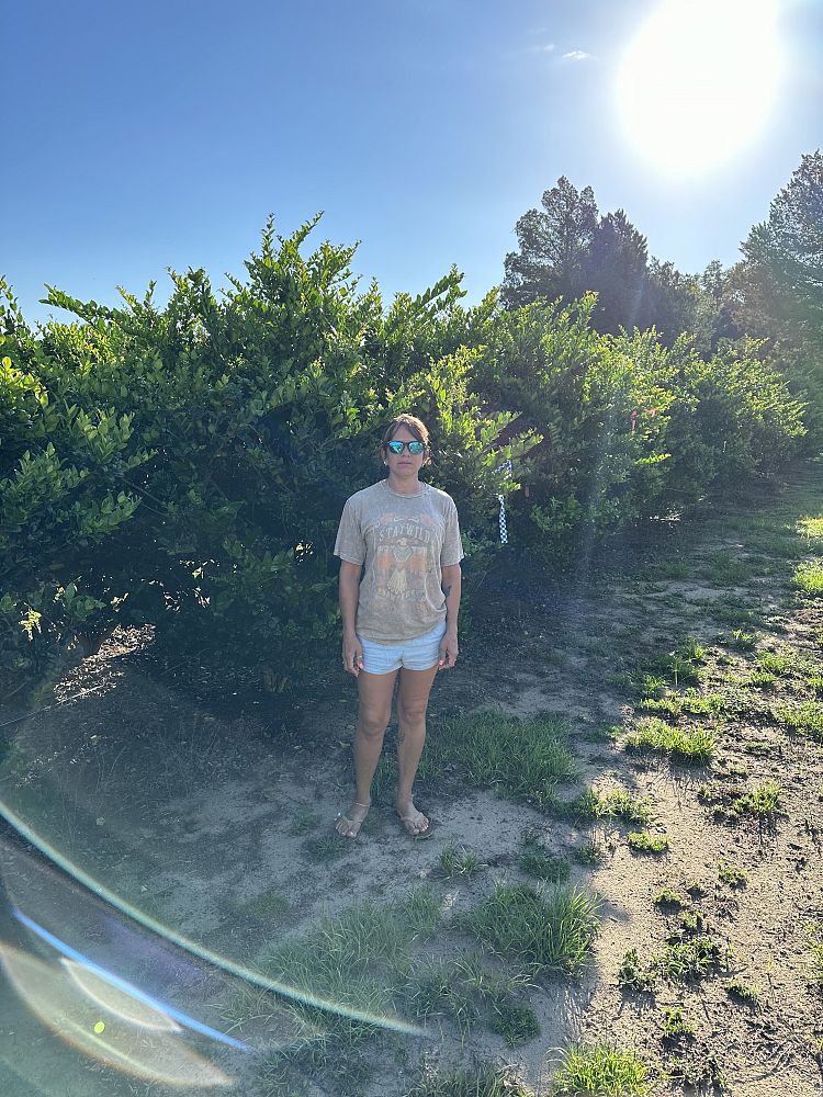 ligustrum-japonicum-japanese-privet-wax-leaf-ligustrum