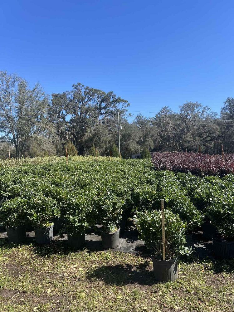 ligustrum-japonicum-japanese-privet-wax-leaf-ligustrum