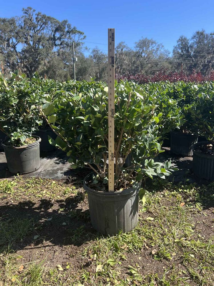 ligustrum-japonicum-japanese-privet-wax-leaf-ligustrum