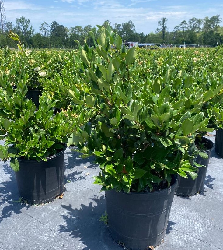 ligustrum-japonicum-japanese-privet-wax-leaf-ligustrum