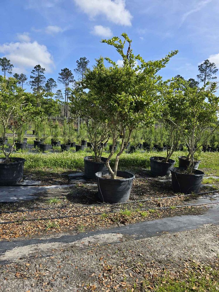 ligustrum-japonicum-japanese-privet-wax-leaf-ligustrum