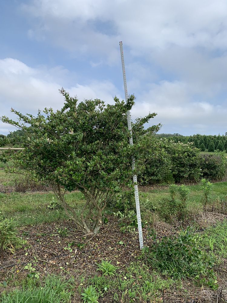 ligustrum-japonicum-japanese-privet-wax-leaf-ligustrum