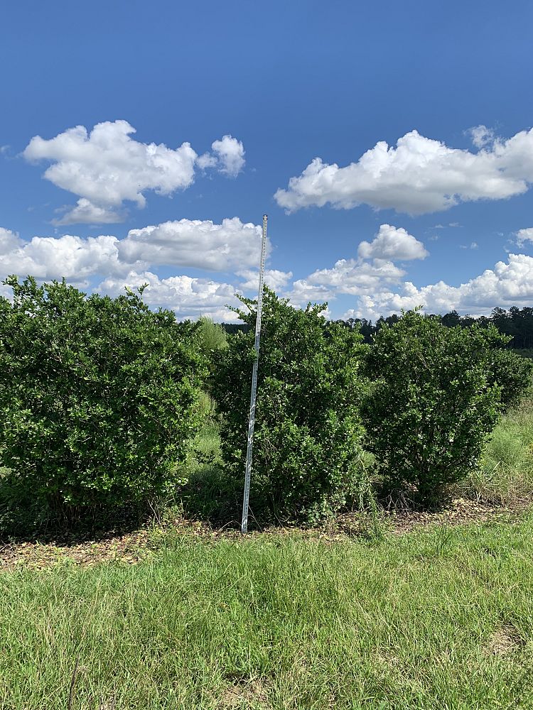 ligustrum-japonicum-japanese-privet-wax-leaf-ligustrum