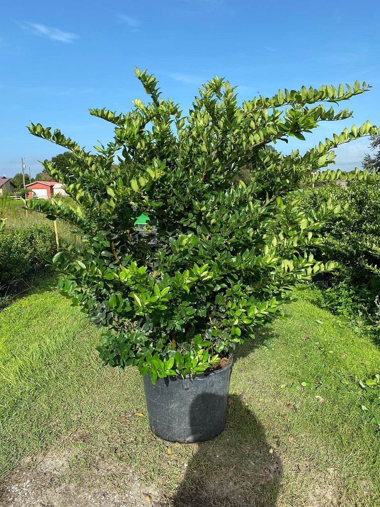 ligustrum-japonicum-japanese-privet-wax-leaf-ligustrum