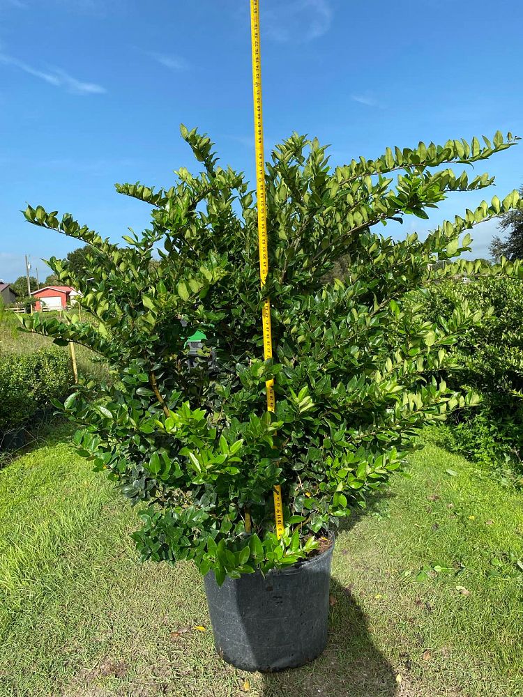 ligustrum-japonicum-japanese-privet-wax-leaf-ligustrum