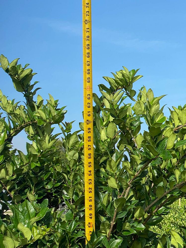 ligustrum-japonicum-japanese-privet-wax-leaf-ligustrum