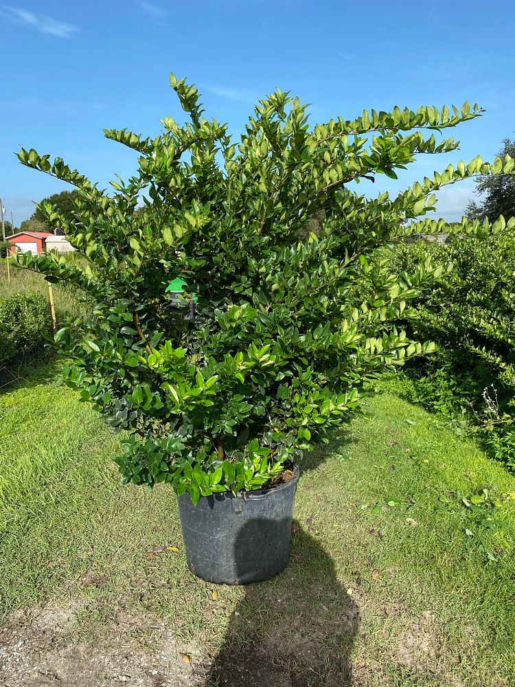 ligustrum-japonicum-japanese-privet-wax-leaf-ligustrum