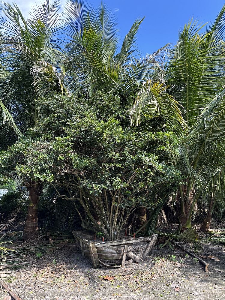 ligustrum-japonicum-japanese-privet-wax-leaf-ligustrum