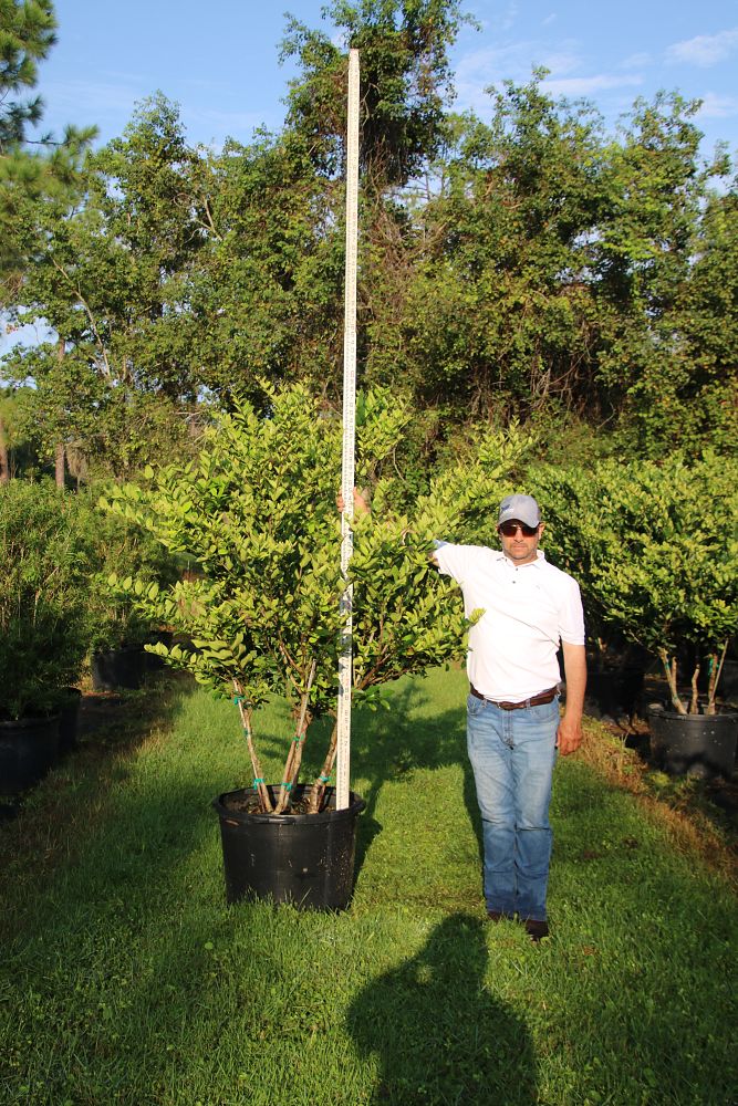 ligustrum-japonicum-japanese-privet-wax-leaf-ligustrum