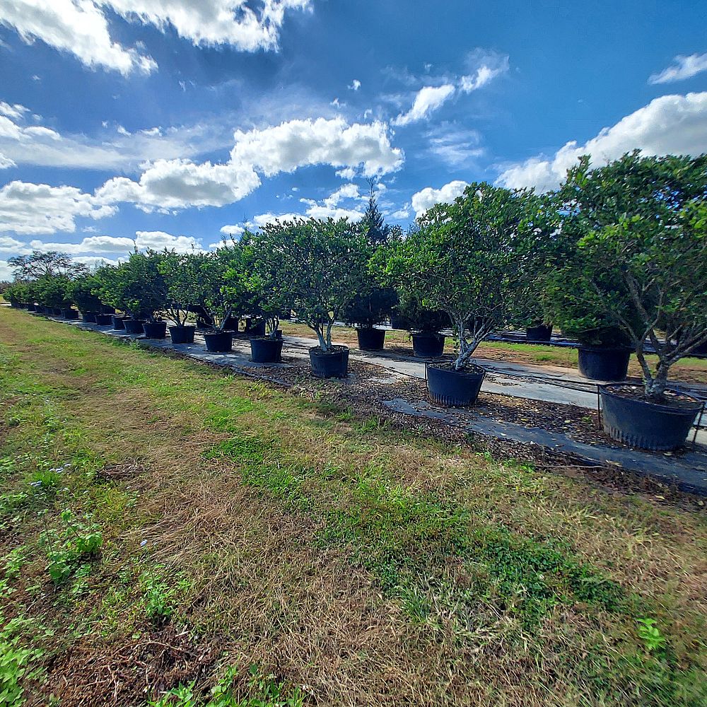 ligustrum-japonicum-japanese-privet-wax-leaf-ligustrum