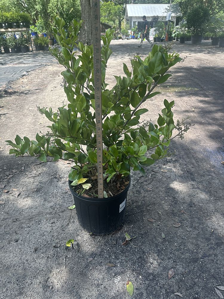 ligustrum-japonicum-japanese-privet-wax-leaf-ligustrum