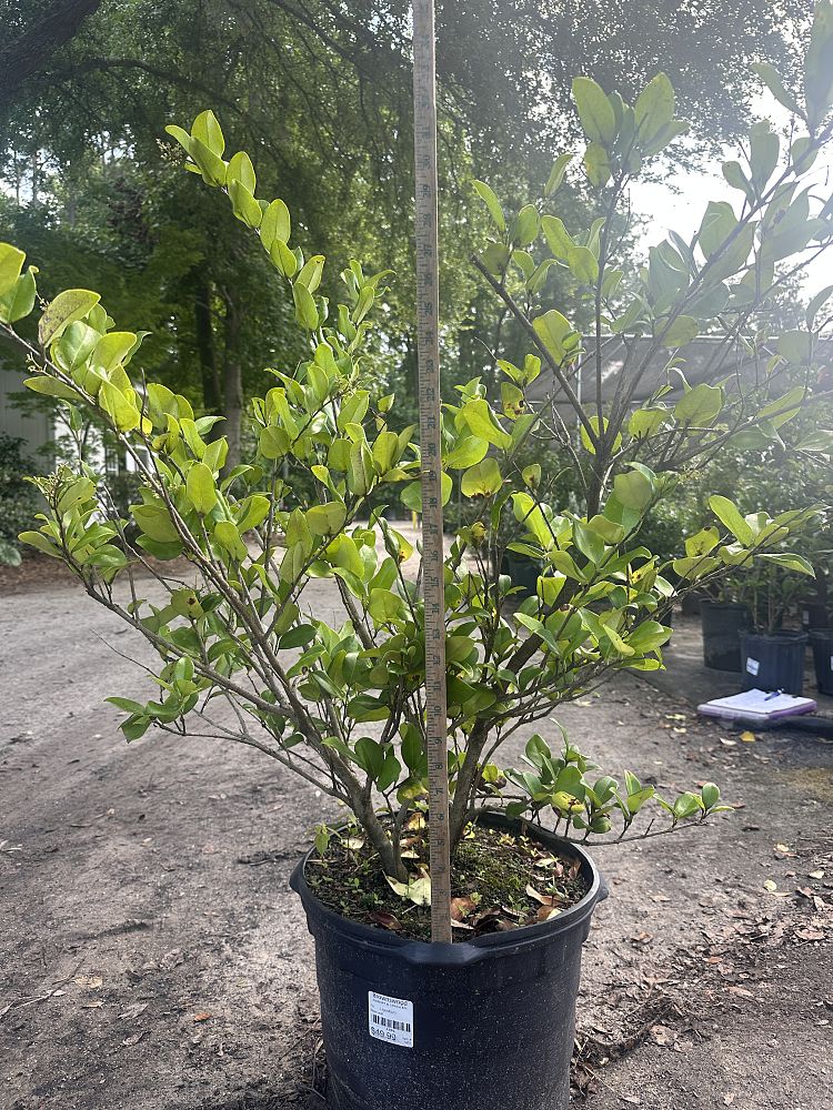 ligustrum-japonicum-japanese-privet-wax-leaf-ligustrum
