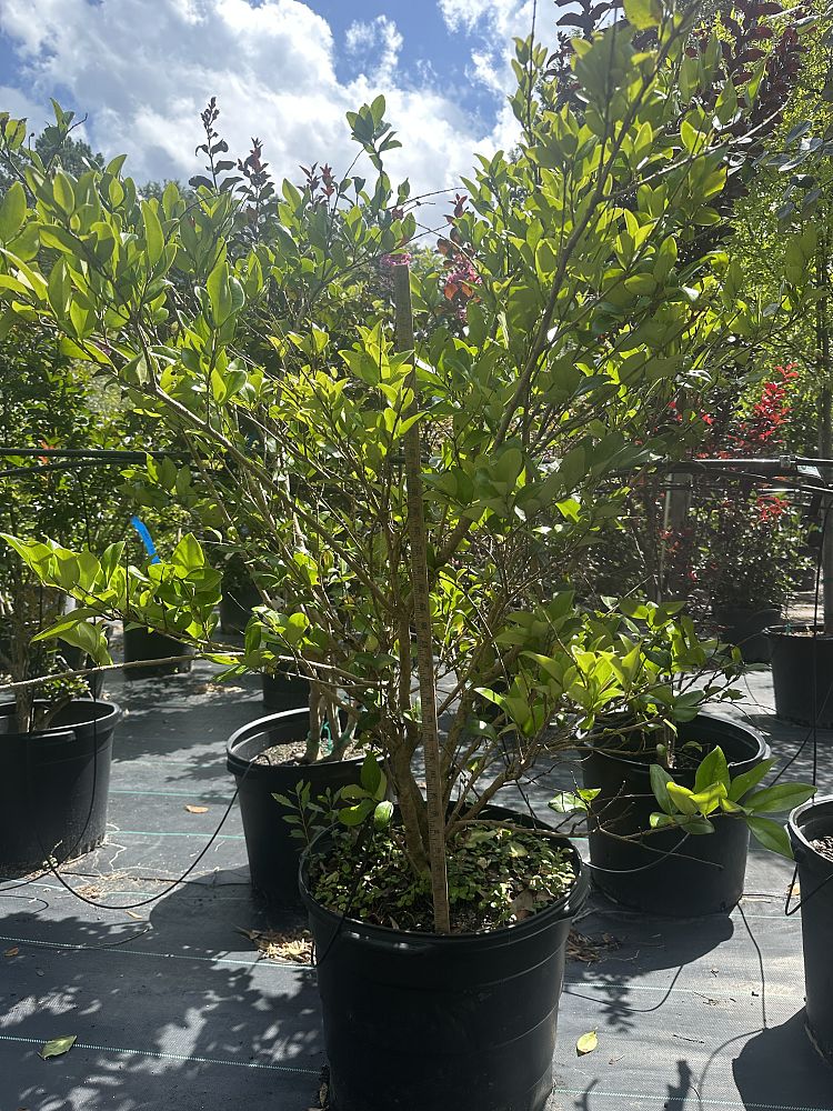 ligustrum-japonicum-japanese-privet-wax-leaf-ligustrum