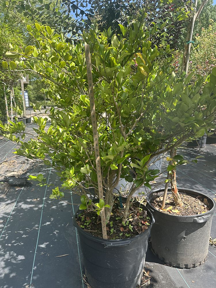 ligustrum-japonicum-japanese-privet-wax-leaf-ligustrum