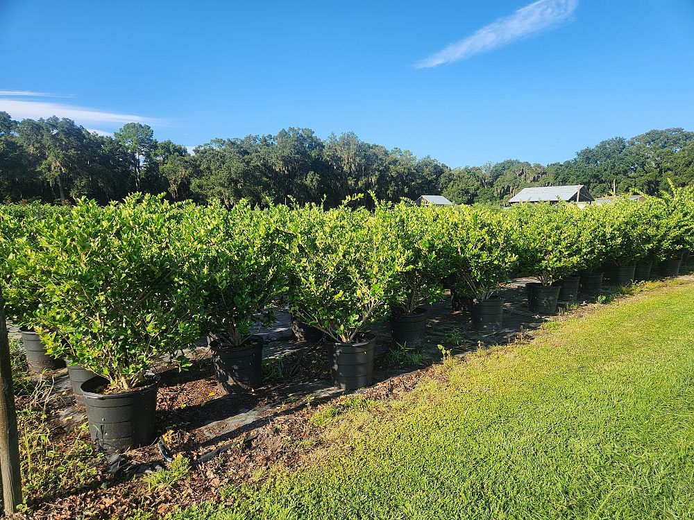 ligustrum-japonicum-japanese-privet-wax-leaf-ligustrum