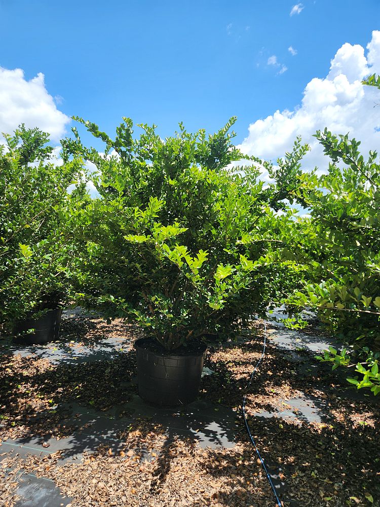 ligustrum-japonicum-japanese-privet-wax-leaf-ligustrum