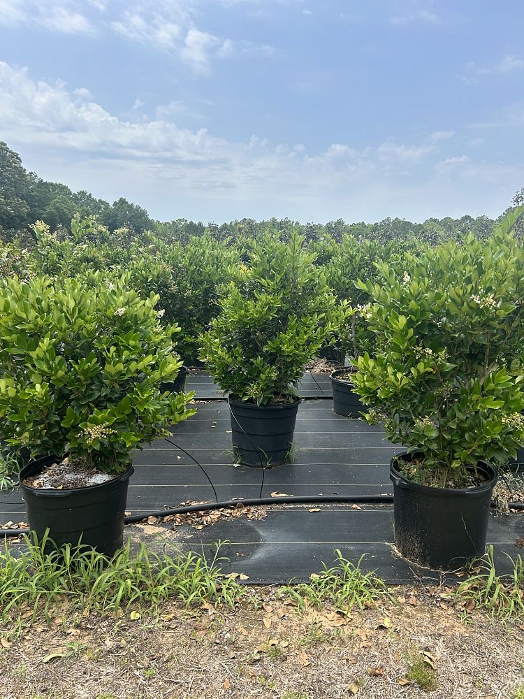 ligustrum-japonicum-japanese-privet-wax-leaf-ligustrum