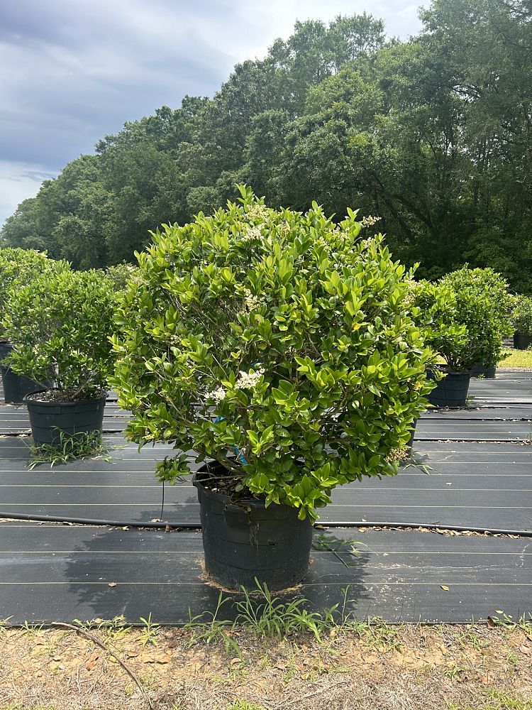 ligustrum-japonicum-japanese-privet-wax-leaf-ligustrum