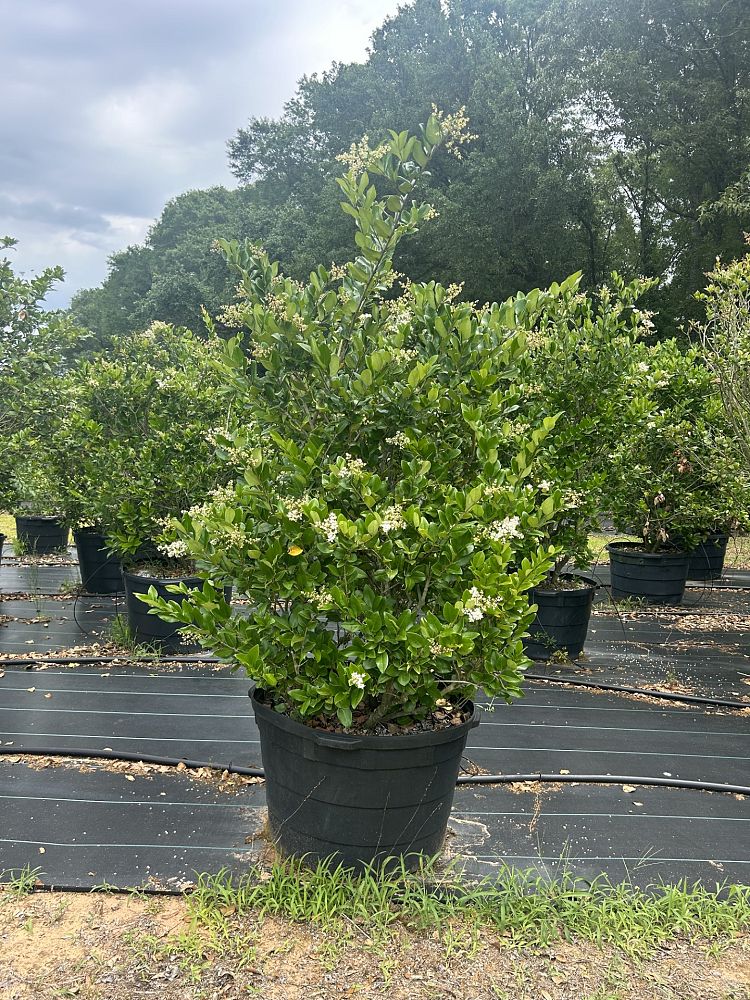 ligustrum-japonicum-japanese-privet-wax-leaf-ligustrum