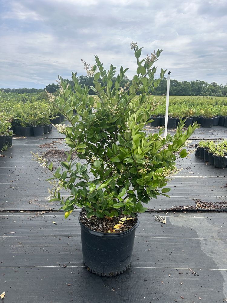 ligustrum-japonicum-japanese-privet-wax-leaf-ligustrum