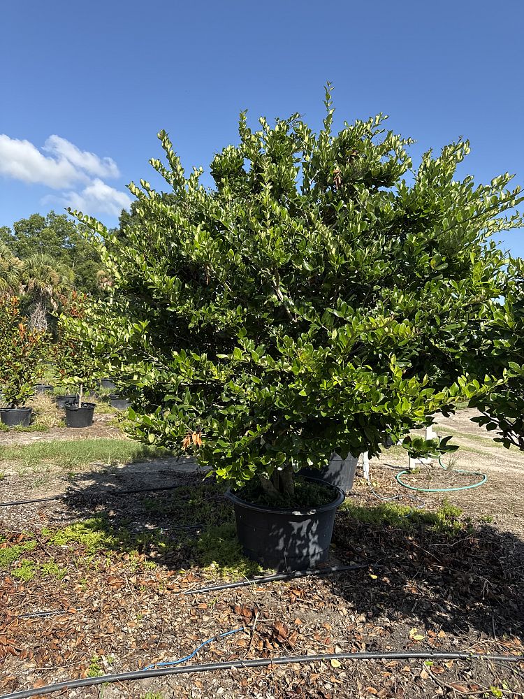 ligustrum-japonicum-japanese-privet-wax-leaf-ligustrum