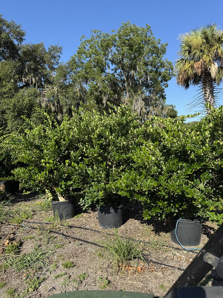 ligustrum-japonicum-japanese-privet-wax-leaf-ligustrum